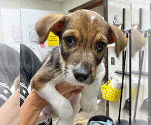 Mutt Dogs for adoption in Gilberts, IL, USA