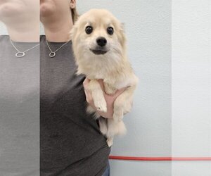 Pomeranian-Unknown Mix Dogs for adoption in Chico, CA, USA