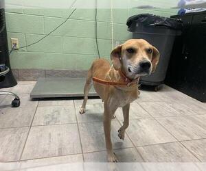 Beagle-Unknown Mix Dogs for adoption in Grand Prairie, TX, USA