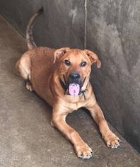 Mastador Dogs for adoption in Asheville, NC, USA