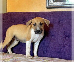 Medium Photo #2 Labrador Retriever-Unknown Mix Puppy For Sale in Rockaway, NJ, USA