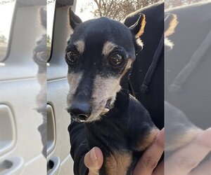 Miniature Pinscher Dogs for adoption in Rancho Cucamonga, CA, USA