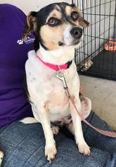Raggle Dogs for adoption in Claremore, OK, USA