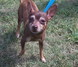 Chihuahua Dogs for adoption in Suffolk, VA, USA