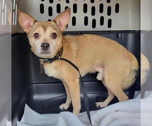 Chihuahua Dogs for adoption in San Antonio, TX, USA