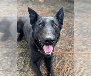 German Shepherd Dog Dogs for adoption in Woodland, CA, USA