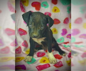 Bulldog-Labrador Retriever Mix Dogs for adoption in Pleasanton, TX, USA