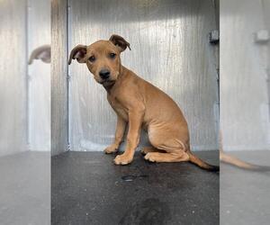 Mutt Dogs for adoption in San Antonio, TX, USA