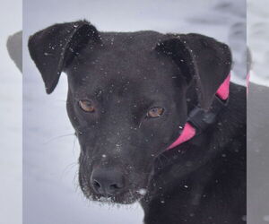 Beagle-Unknown Mix Dogs for adoption in Huntley, IL, USA