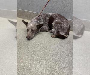 Mutt Dogs for adoption in Las Vegas, NV, USA