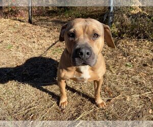 Labrador Retriever-Staffordshire Bull Terrier Mix Dogs for adoption in Columbus, NC, USA