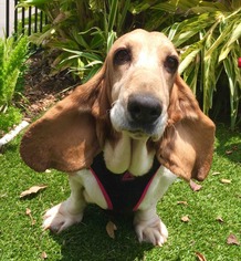 Medium Photo #1 Basset Hound Puppy For Sale in Houston, TX, USA