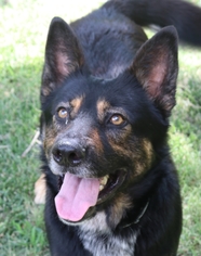 German Shepherd Dog-Unknown Mix Dogs for adoption in Coweta, OK, USA