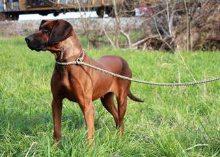 Redbone Coonhound-Unknown Mix Dogs for adoption in Erwin , TN, USA