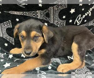 Shepweiller Dogs for adoption in HESPERIA, CA, USA