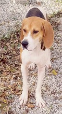 English Foxhound Dogs for adoption in Richmond, MO, USA
