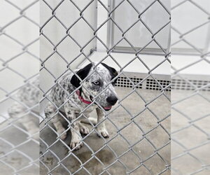 Mutt Dogs for adoption in Temple, TX, USA