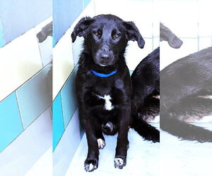 Labrador Retriever-Unknown Mix Dogs for adoption in San Diego, CA, USA
