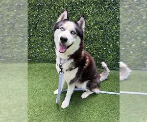 Siberian Husky Dogs for adoption in Naples, FL, USA