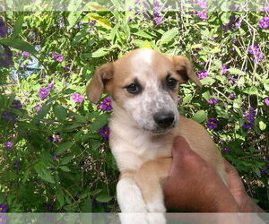 Labrador Retriever-Unknown Mix Dogs for adoption in San Diego, CA, USA