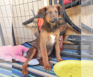 Irish Setter-Unknown Mix Dogs for adoption in Fallbrook, CA, USA