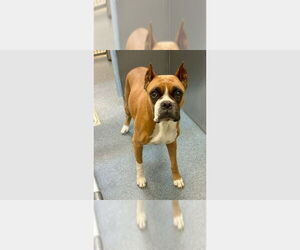 Boxer Dogs for adoption in Austin, TX, USA