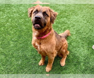 Shepweiller Dogs for adoption in Moreno Valley, CA, USA