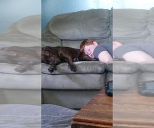Plott Hound Dogs for adoption in Essex, VT, USA