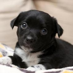Medium Photo #1 Bluetick Coonhound Puppy For Sale in Austin, TX, USA