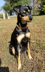 Miniature Pinscher Dogs for adoption in Chicago, IL, USA