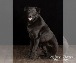 Labrador Retriever Dogs for adoption in Claremore, OK, USA