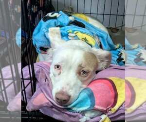 Australian Shepherd-Unknown Mix Dogs for adoption in San Antonio, TX, USA