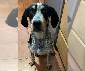 Bluetick Coonhound Dogs for adoption in Los Banos, CA, USA