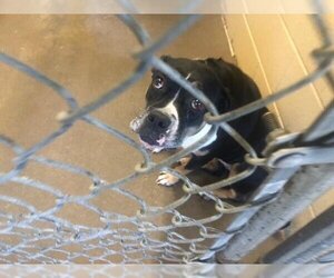 Rottweiler-American Pit Bull Terrier Dogs for adoption in Waco, TX, USA