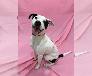 Boxerhoula Dogs for adoption in Sandy, UT, USA