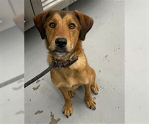 Labrador Retriever-Unknown Mix Dogs for adoption in Waco, TX, USA