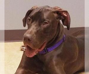 Great Dane Dogs for adoption in Olalla, WA, USA