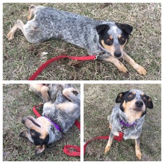 Australian Cattle Dog Dogs for adoption in Hope, British Columbia, Canada
