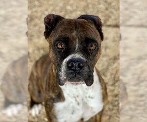 Boxer Dogs for adoption in Austin, TX, USA