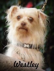 Medium Photo #1 Malchi Puppy For Sale in Anaheim Hills, CA, USA