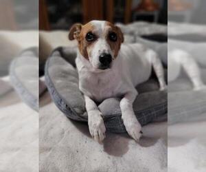 Jack Russell Terrier Dogs for adoption in Glen Haven, WI, USA
