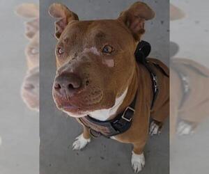 American Pit Bull Terrier Dogs for adoption in Bakersfield, CA, USA