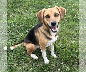 Beagle Dogs for adoption in Batavia, OH, USA