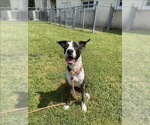 Mastiff Dogs for adoption in Vero Beach, FL, USA