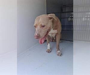 American Pit Bull Terrier-Unknown Mix Dogs for adoption in Houston, TX, USA