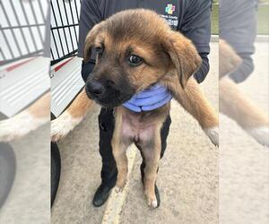 German Shepherd Dog-Unknown Mix Dogs for adoption in Houston, TX, USA