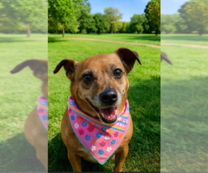 Dachshund-Unknown Mix Dogs for adoption in Cranston, RI, USA