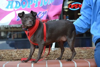 Chihuahua Dogs for adoption in Simi Valley, CA, USA