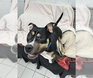 American Pit Bull Terrier-Unknown Mix Dogs for adoption in Canfield, OH, USA