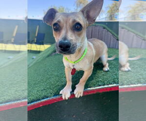 Chi-Corgi Dogs for adoption in Tempe , AZ, USA